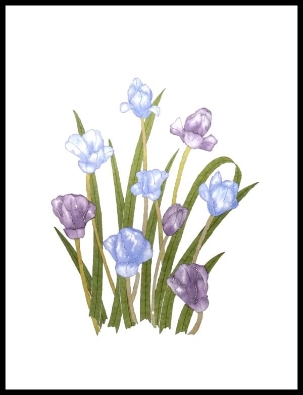 AIM 647 Tulips (S/N LIMITED EDITION)